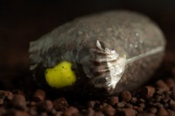 Sticky Baits Pineapple & N Butyric Range